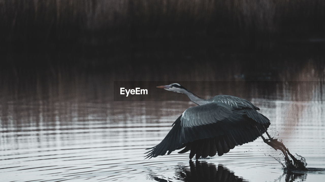 High angle view of gray heron on lake