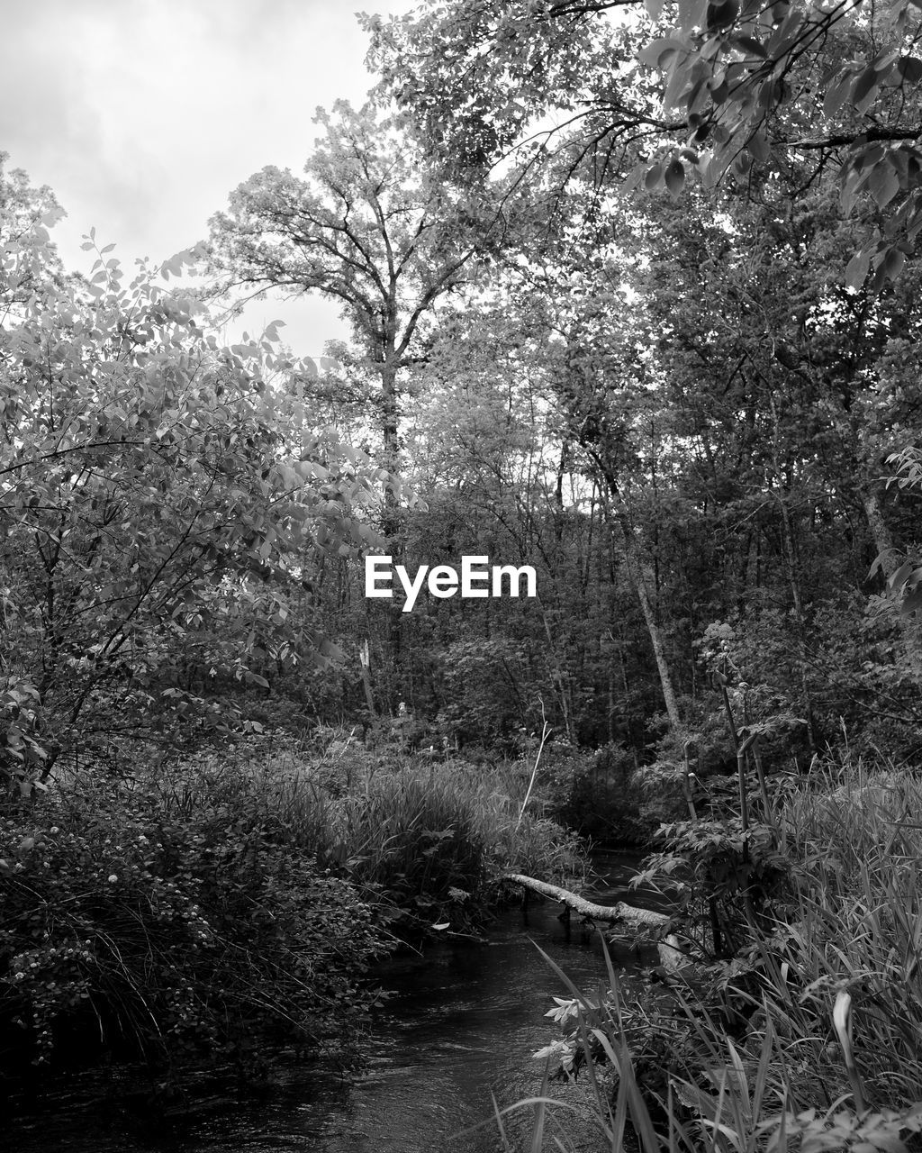 plant, tree, nature, black and white, forest, monochrome, monochrome photography, land, beauty in nature, growth, woodland, tranquility, no people, natural environment, scenics - nature, day, tranquil scene, environment, non-urban scene, sky, branch, outdoors, leaf, landscape, rural area, water, grass, winter, cloud, wilderness