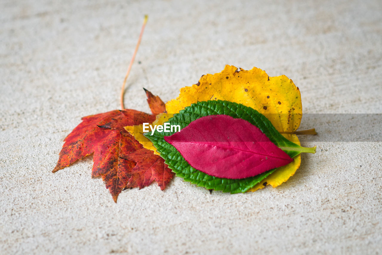 CLOSE-UP OF LEAF ON AUTUMN LEAVES