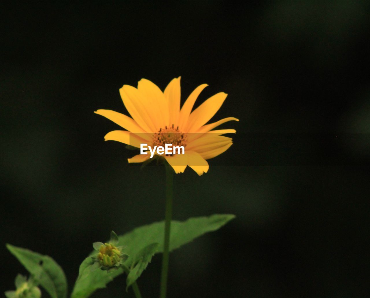 Close-up of yellow flower against blurred background