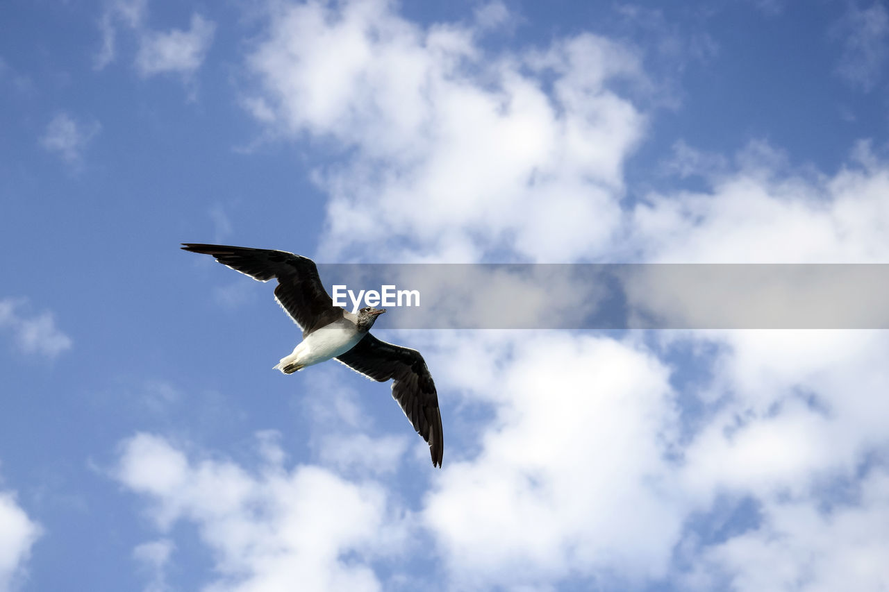 animal themes, animal, bird, animal wildlife, flying, wildlife, cloud, sky, one animal, spread wings, animal body part, blue, low angle view, mid-air, nature, seabird, no people, gull, motion, day, outdoors, animal wing, full length, wing