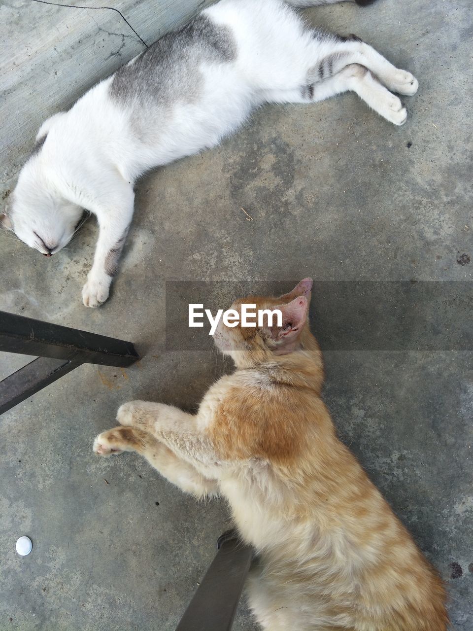 HIGH ANGLE VIEW OF CATS LYING ON GROUND