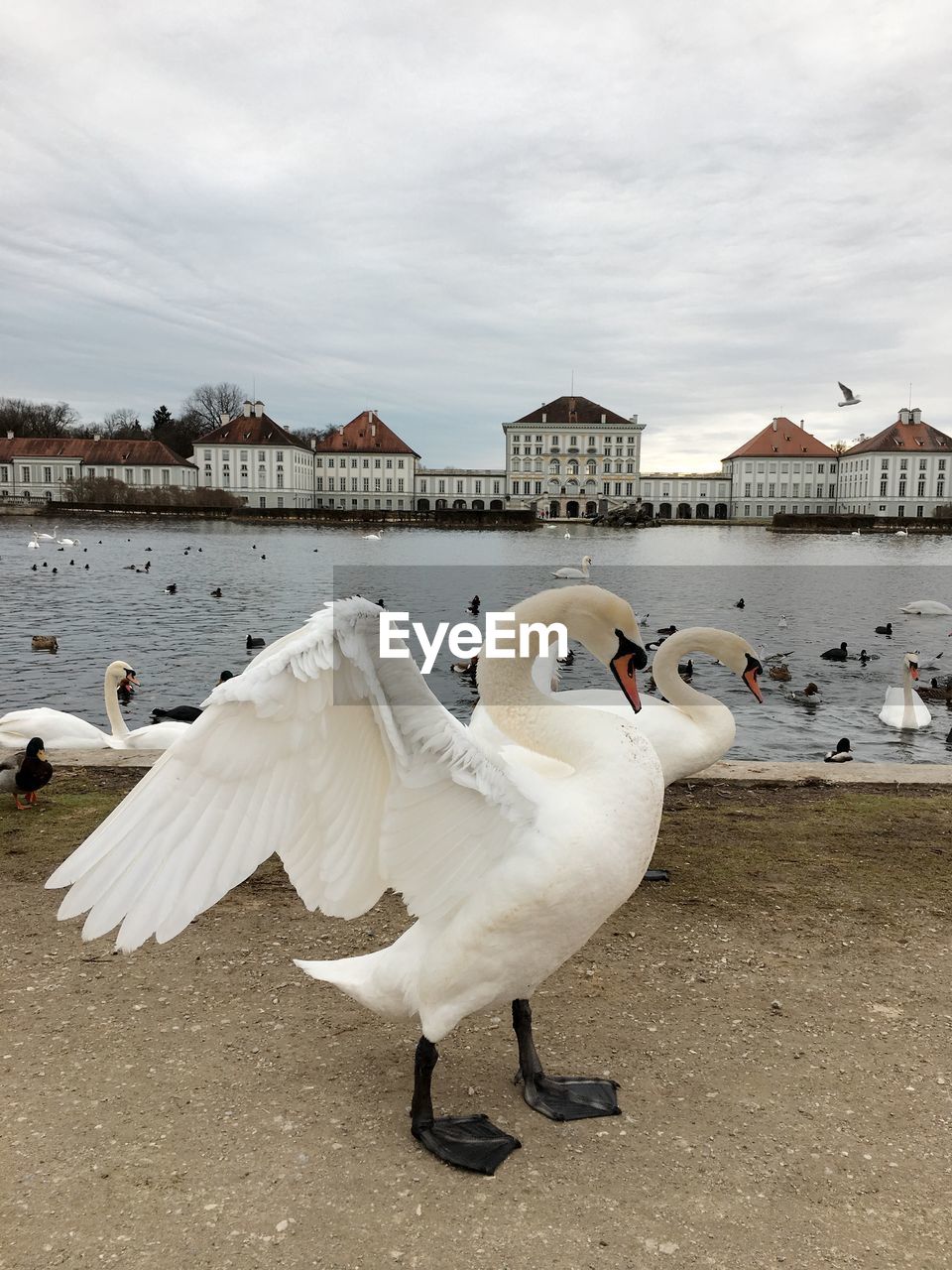 SEAGULLS BY LAKE