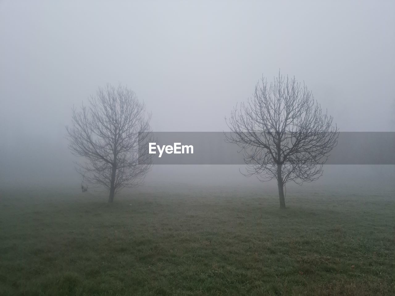 mist, fog, tree, plant, morning, bare tree, environment, nature, landscape, haze, land, tranquility, grass, beauty in nature, no people, dawn, sky, winter, field, tranquil scene, grey, plain, scenics - nature, non-urban scene, outdoors, cold temperature, branch, rural scene, mystery