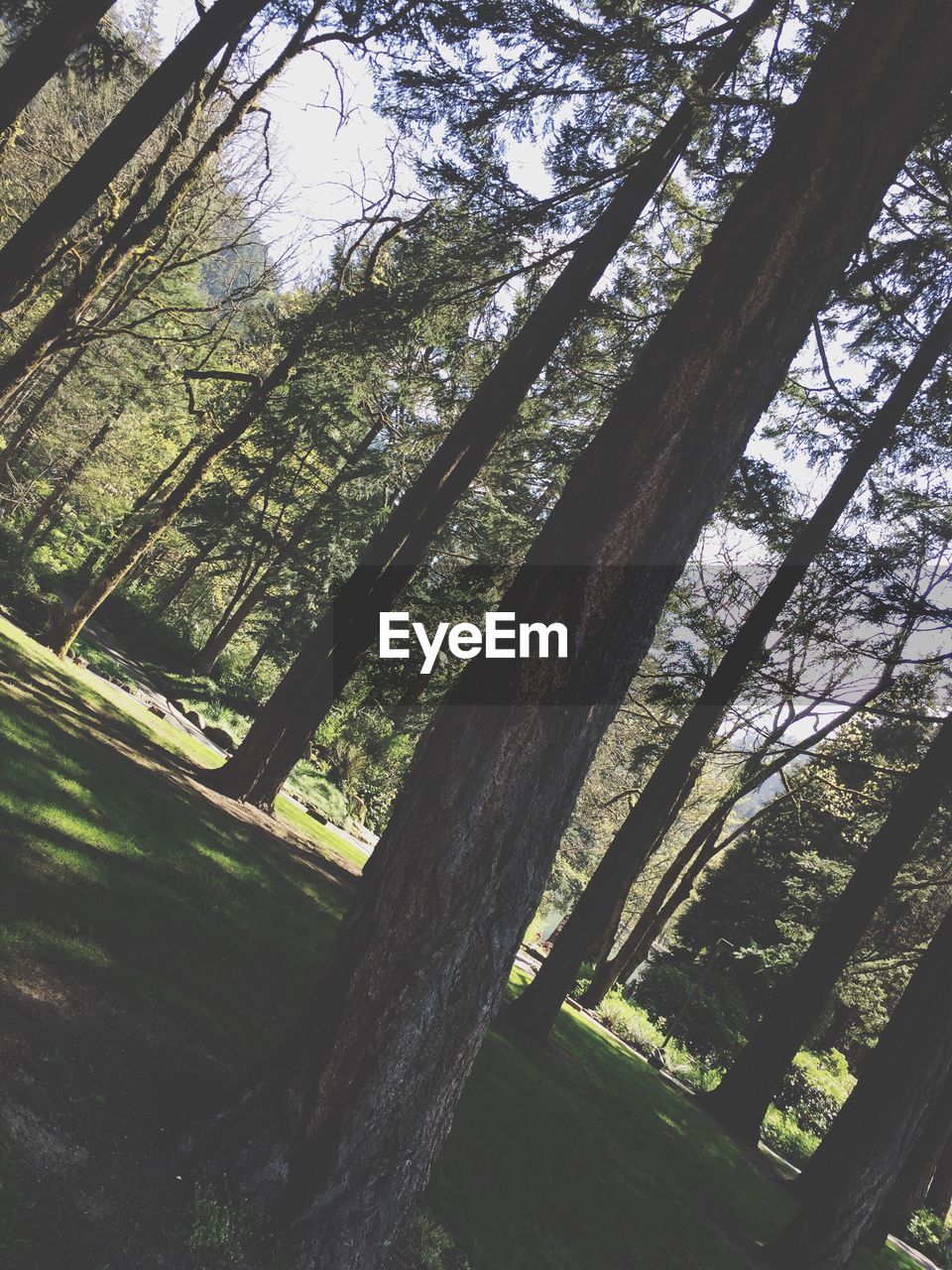 LOW ANGLE VIEW OF TREES IN FOREST