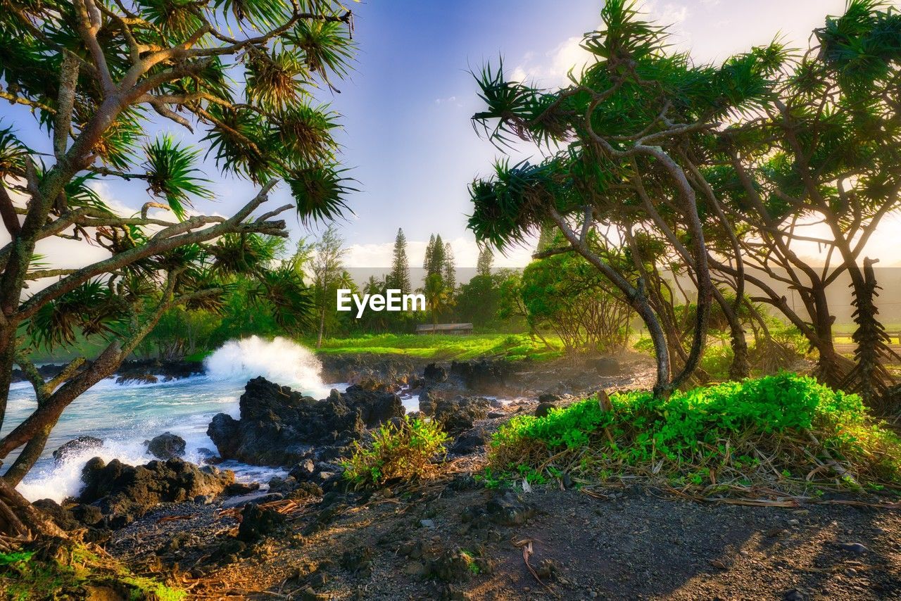 tree, nature, plant, water, tropical climate, environment, land, beauty in nature, sky, landscape, palm tree, leaf, forest, scenics - nature, jungle, tropics, travel destinations, no people, wilderness, tranquility, travel, natural environment, outdoors, tourism, rural area, cloud, river, coconut palm tree, non-urban scene, beach, tranquil scene, autumn, day, sunlight, tropical tree, vacation, green, social issues, flower, trip, reflection, garden, idyllic, vegetation, body of water