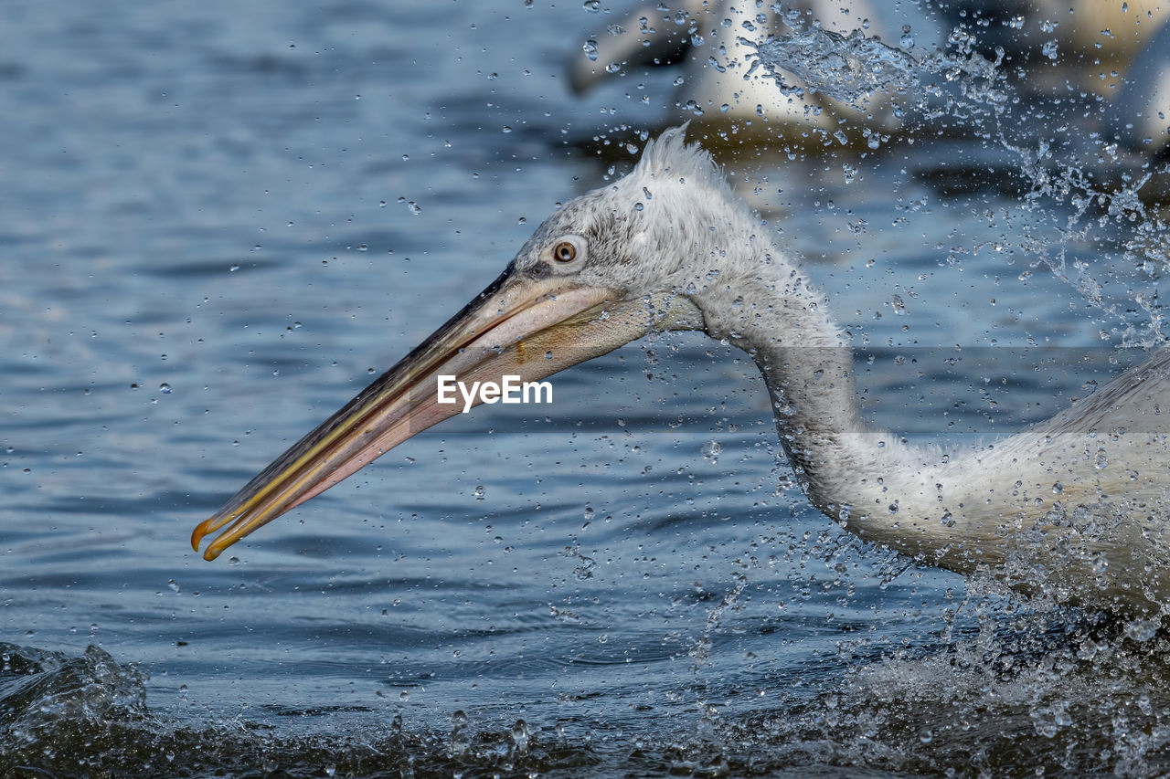 CLOSE-UP SIDE VIEW OF A BIRD