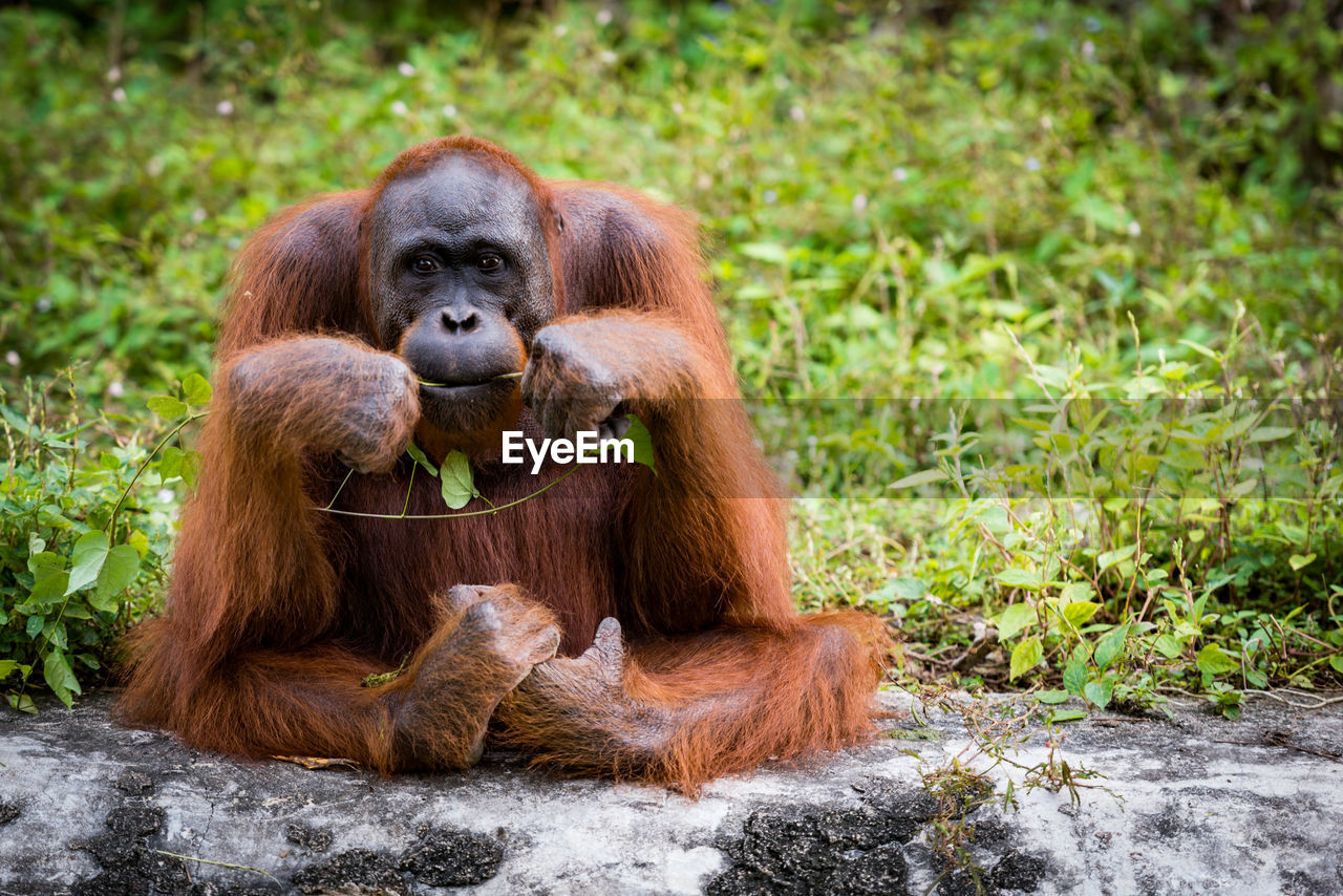 Portrait of orangutan sitting on rock against plants