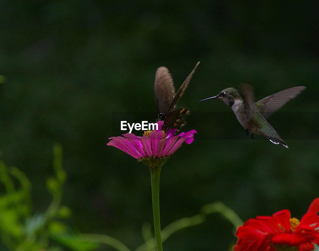 Close-up of bird flying over flower hummingbird and butterfly 