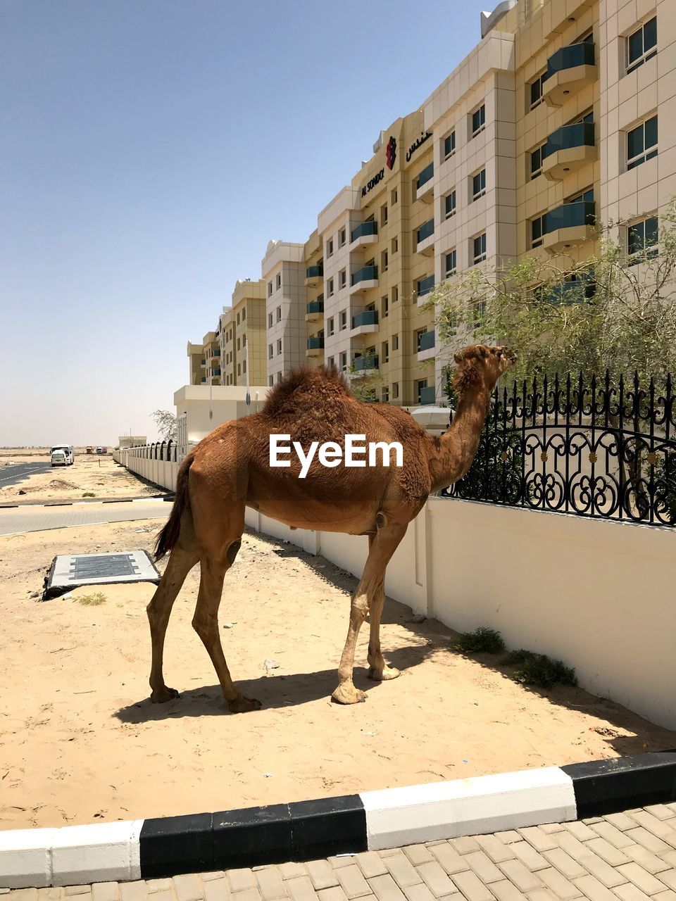 HORSE STANDING IN A CITY