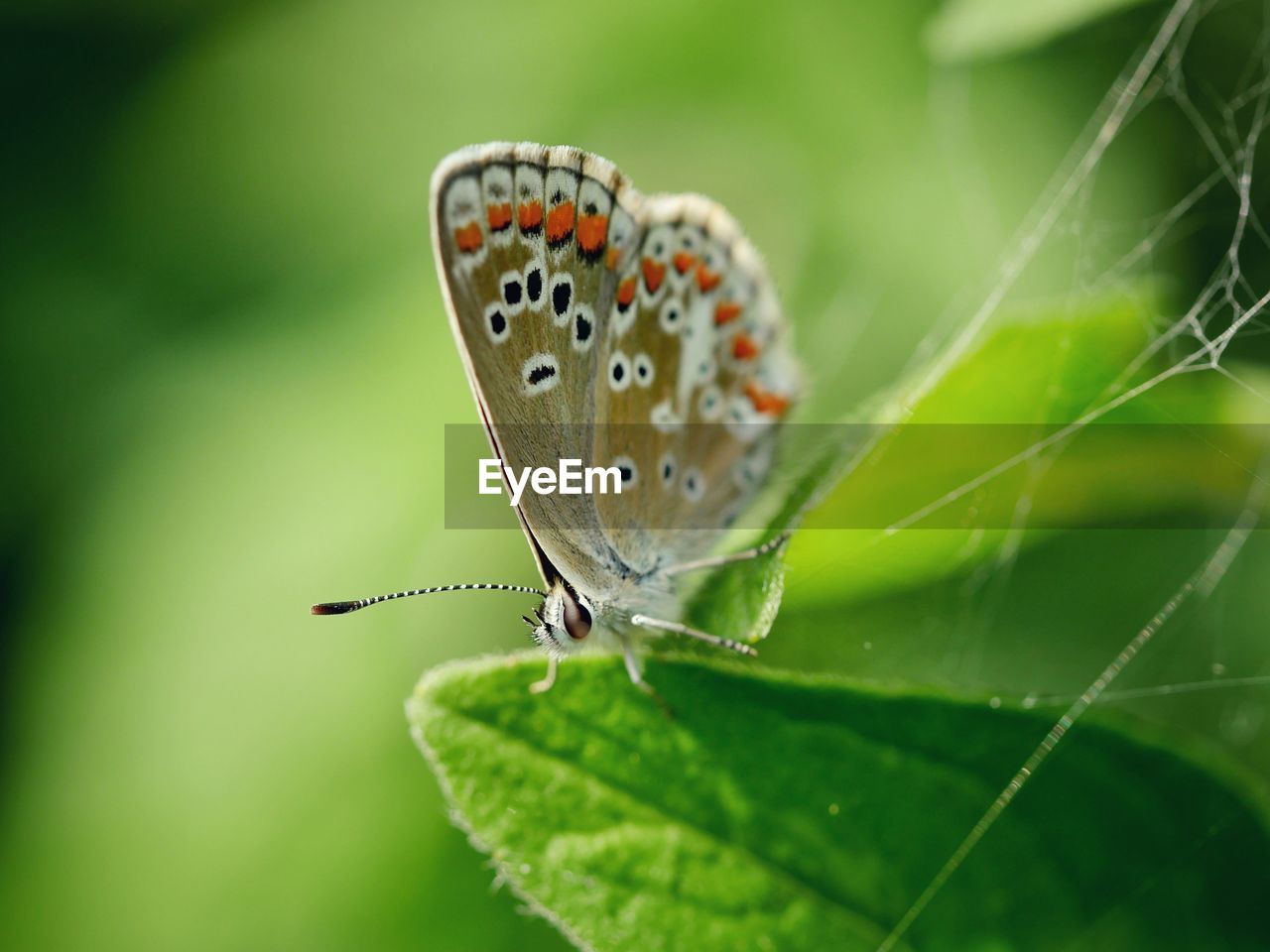 Close-up of butterfly on leaf