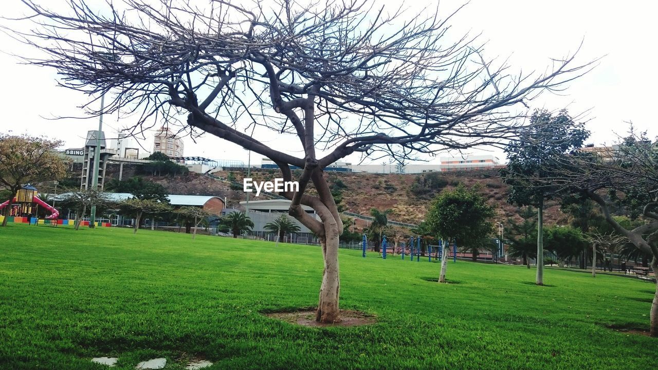 Trees in park