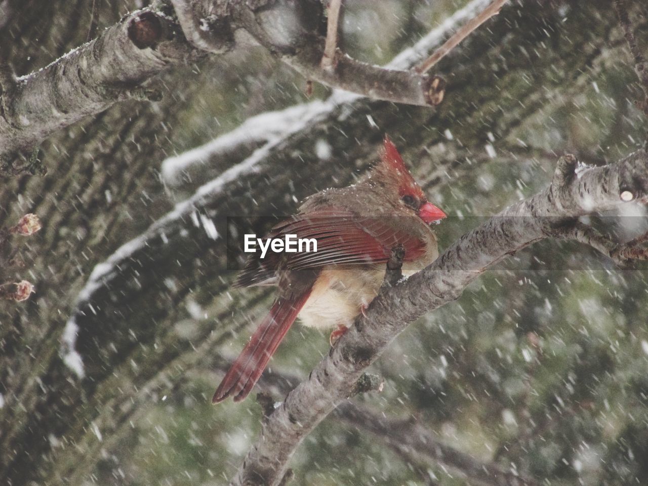 HIGH ANGLE VIEW OF BIRD ON GROUND