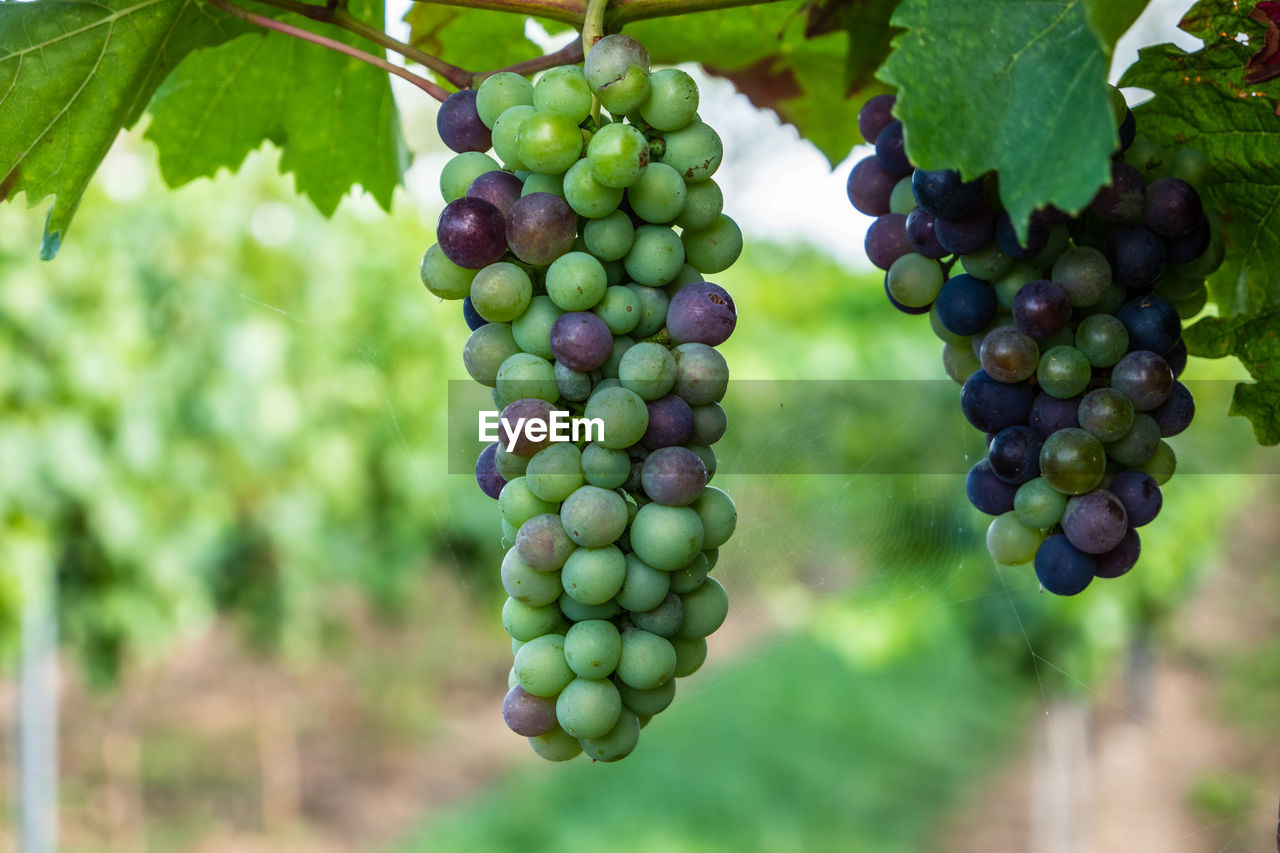 Red blue and purple grapes