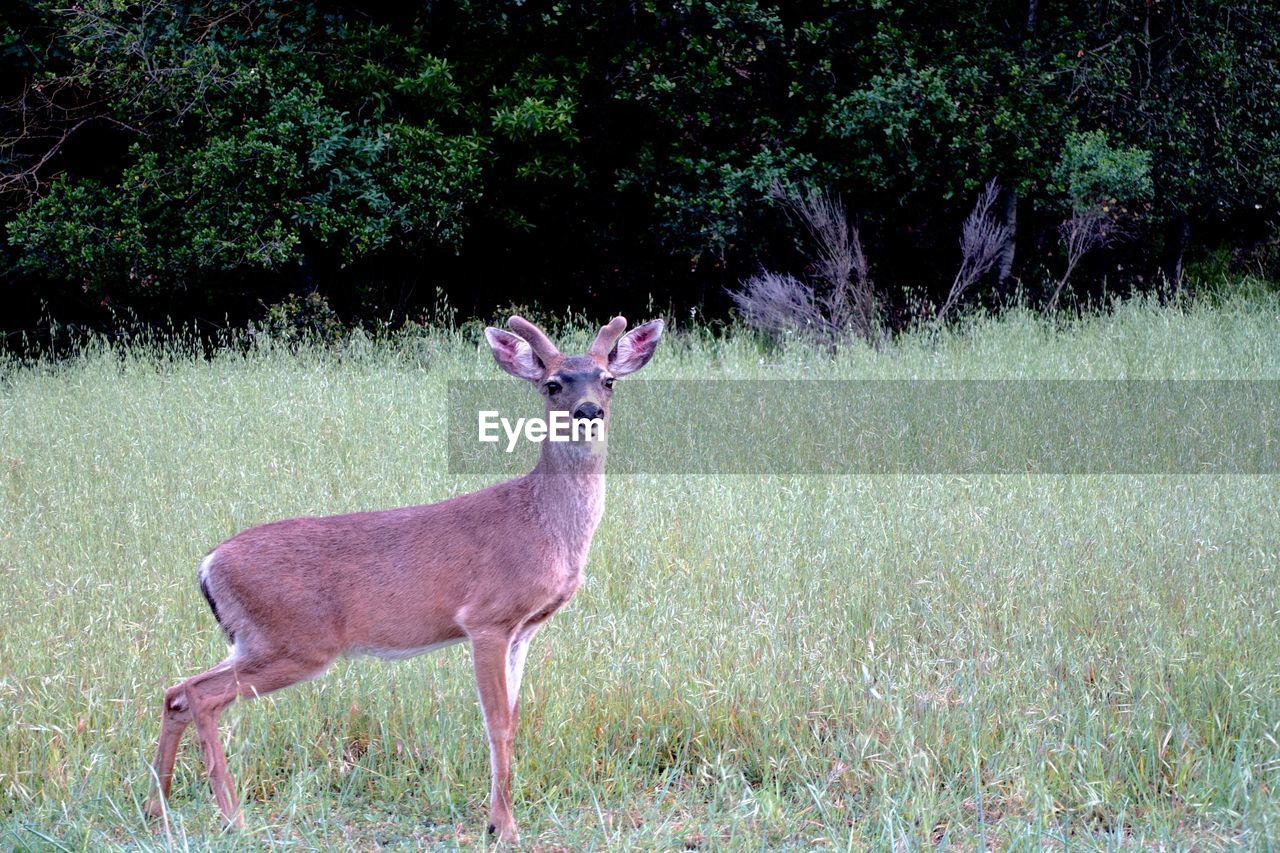 Deer on grass field in forest