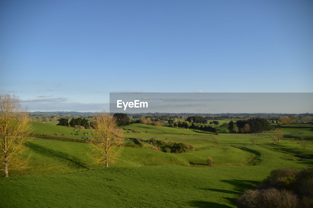 Scenic view of agricultural field against sky