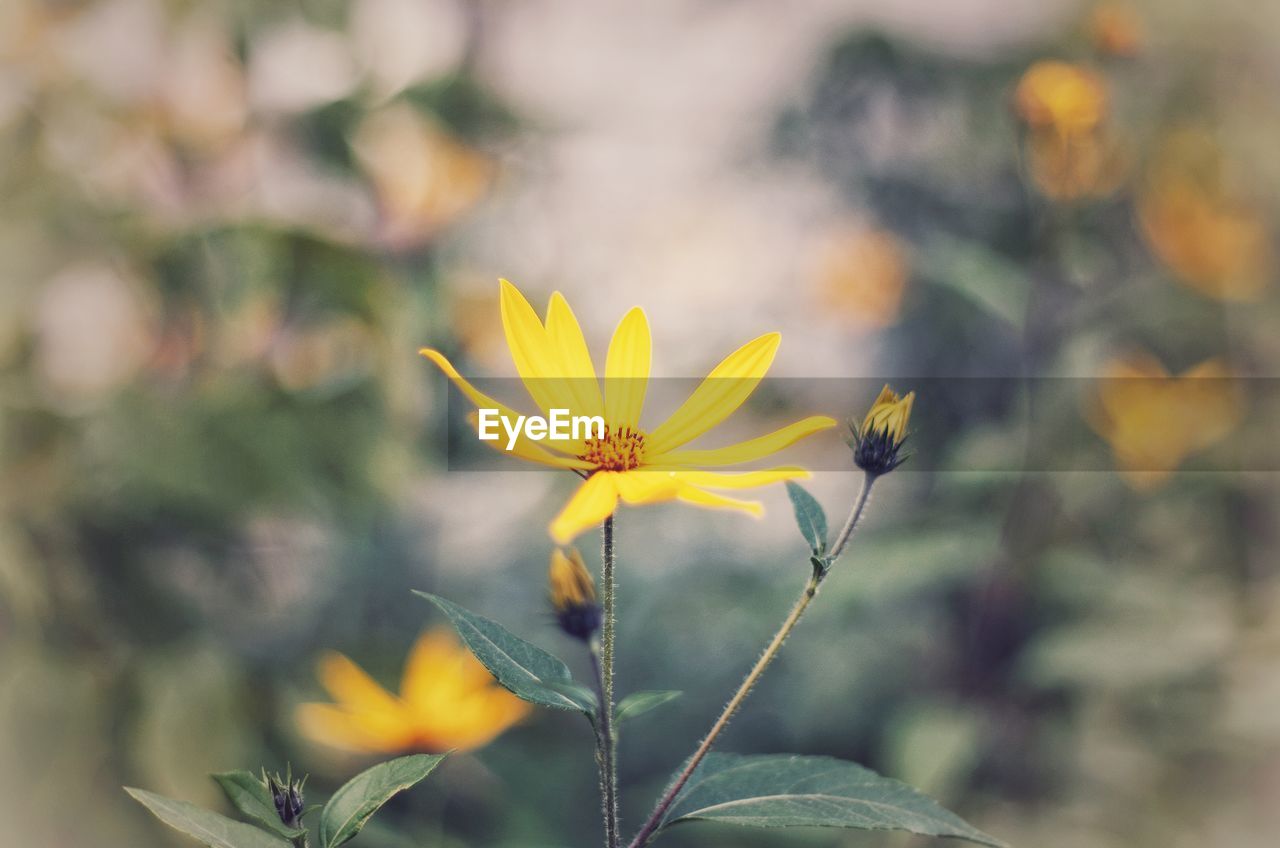 CLOSE-UP OF YELLOW FLOWER BLOOMING