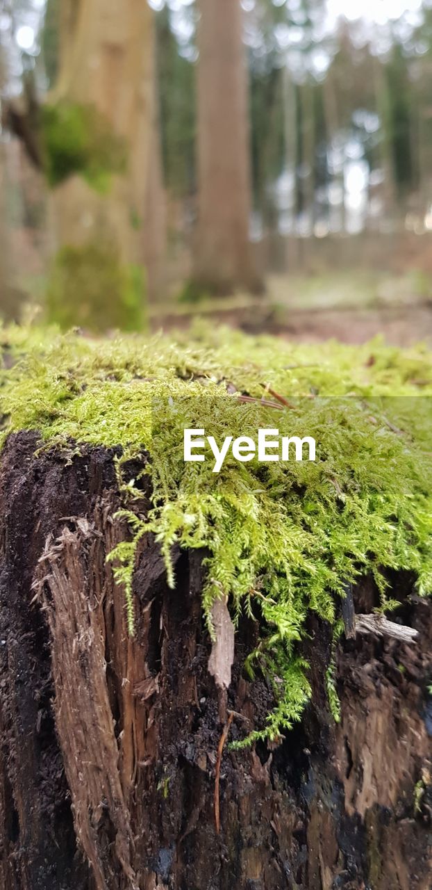 CLOSE-UP OF FRESH GREEN TREE TRUNK