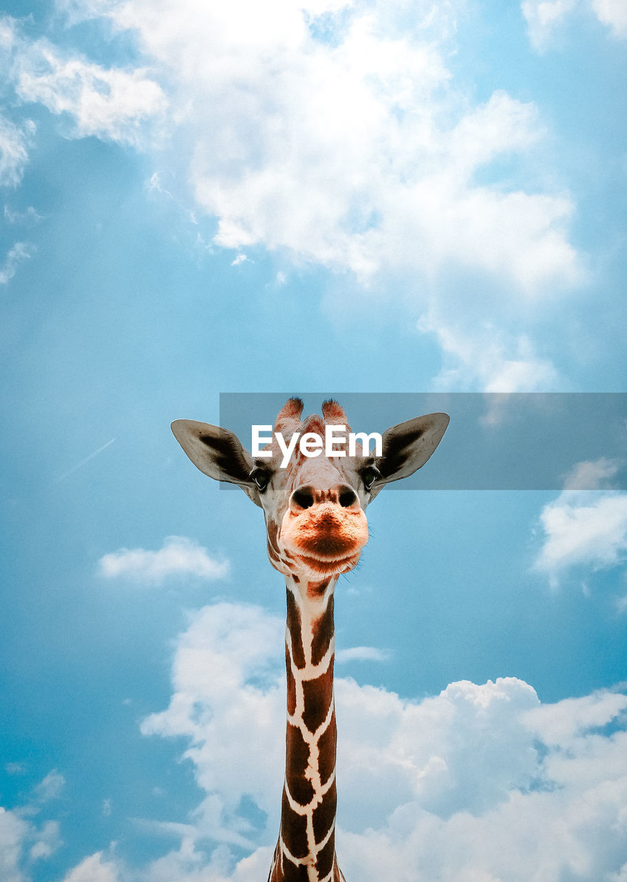 Low angle view of giraffe