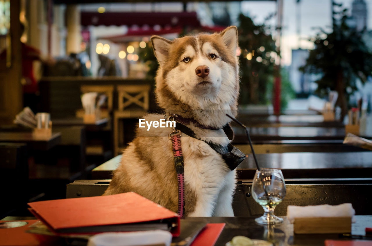 Funny husky dog siting at table in cafe. siberian husky dog waiting for waiter in street cafe