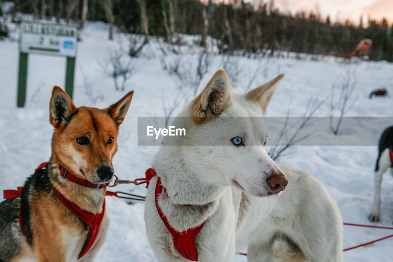 Dogs on snowy landscape during winter