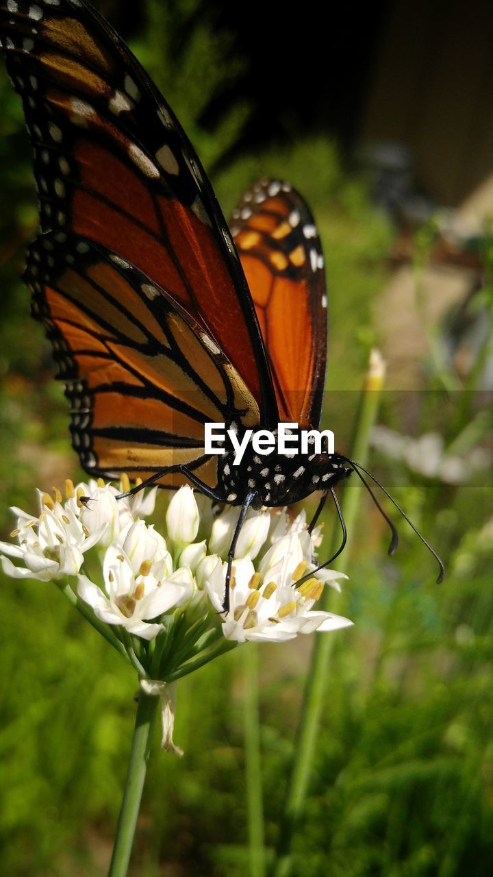 BUTTERFLY ON FLOWER