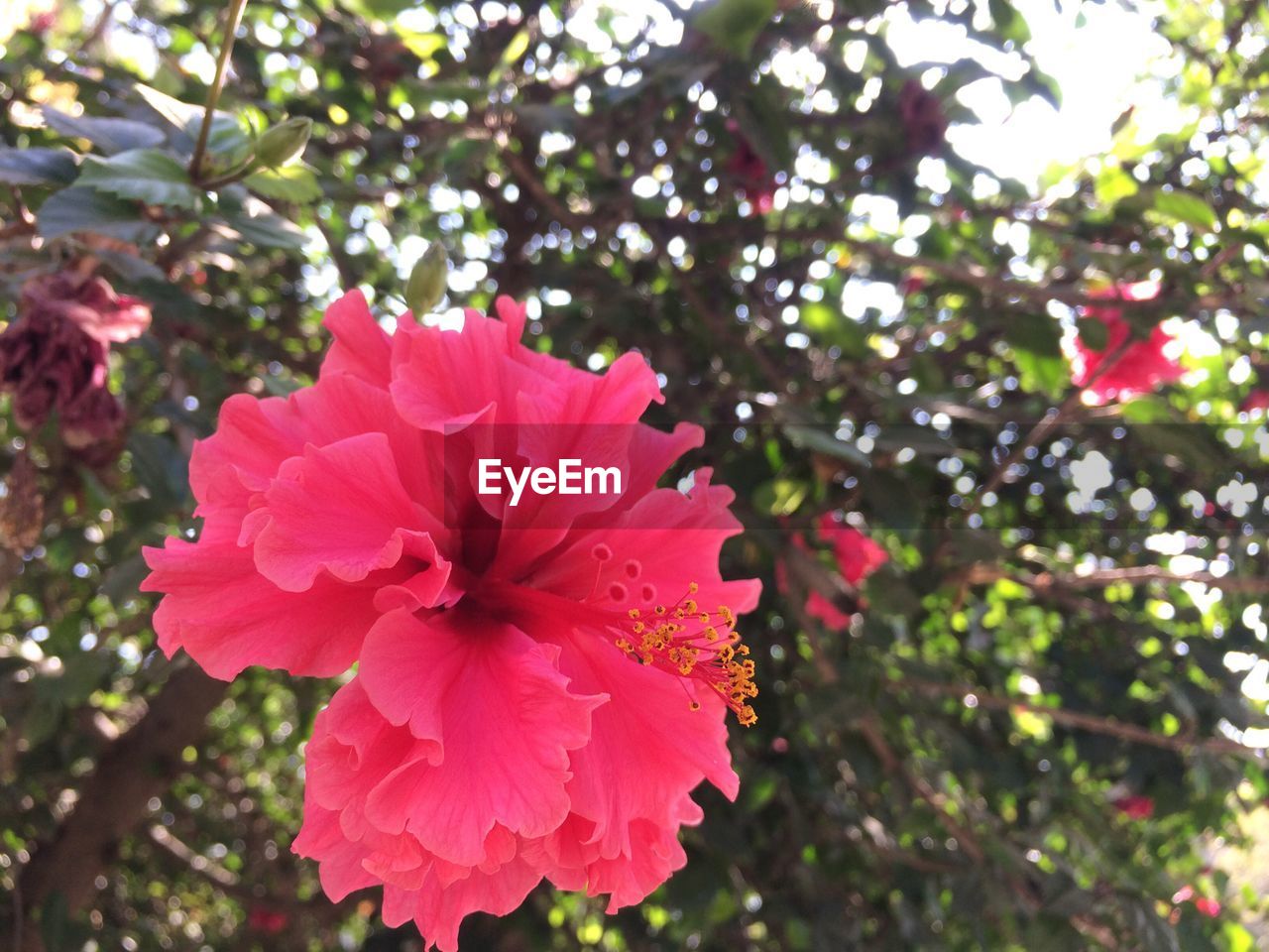 CLOSE-UP OF PINK FLOWERS BLOOMING ON TREE