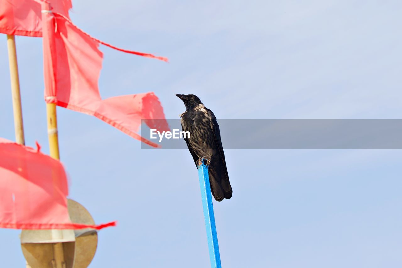 Black bird and red flags