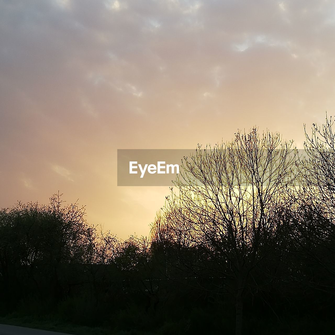 LOW ANGLE VIEW OF SILHOUETTE TREES AGAINST SKY