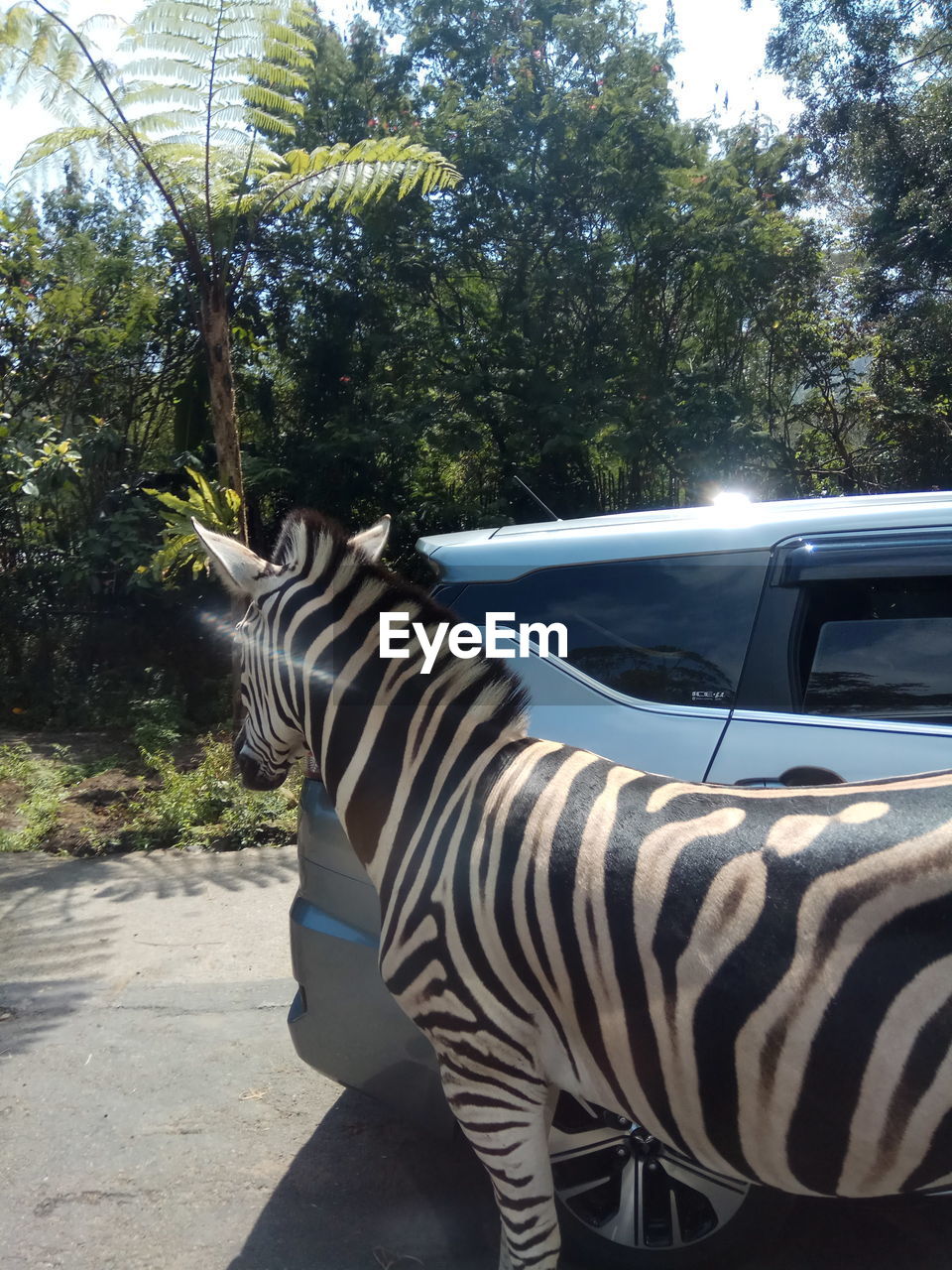 VIEW OF ZEBRA