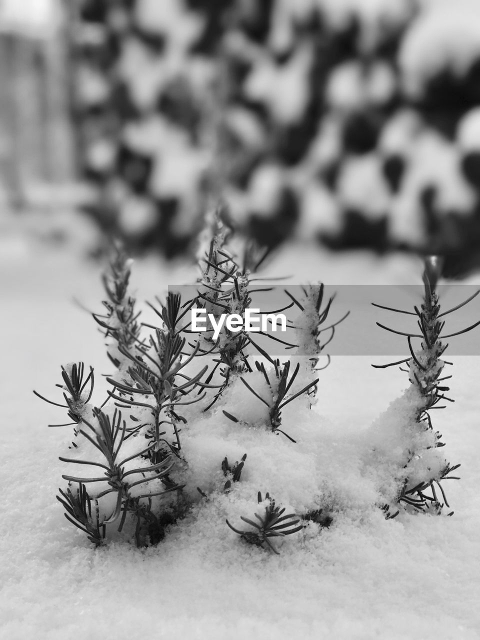 CLOSE-UP OF PINE CONE ON TREE