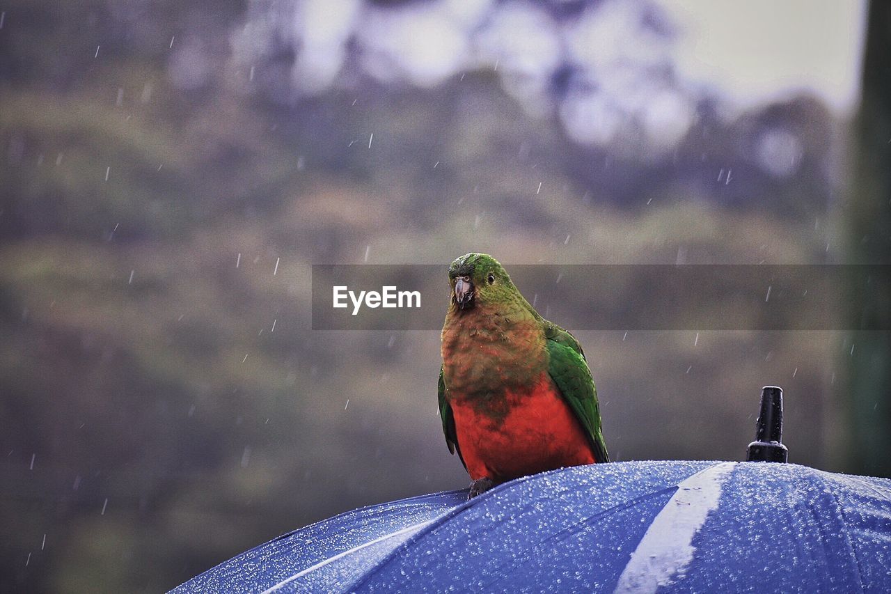 Close-up of bird perching on umbrella during rainy season