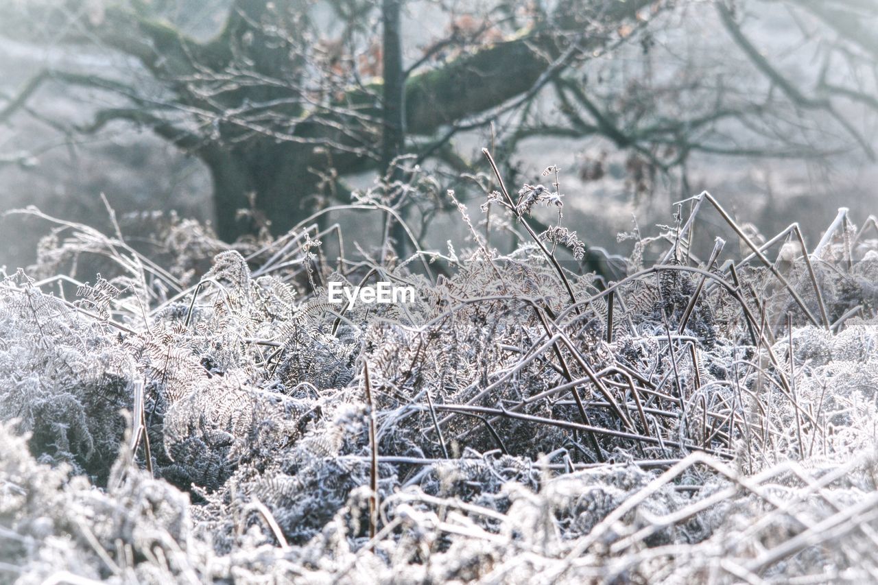 CLOSE-UP OF SNOW COVERED TREES