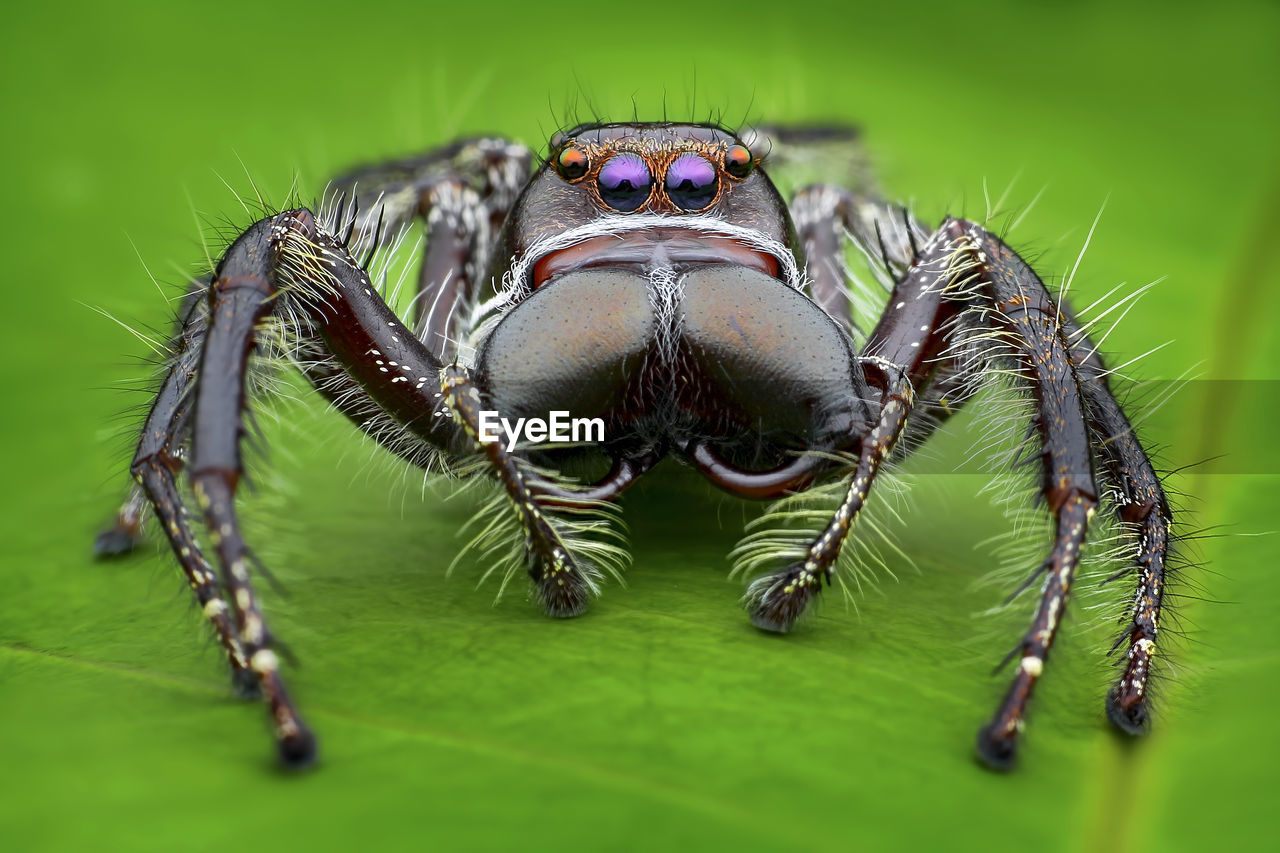 CLOSE-UP OF SPIDER ON GREEN LEAF