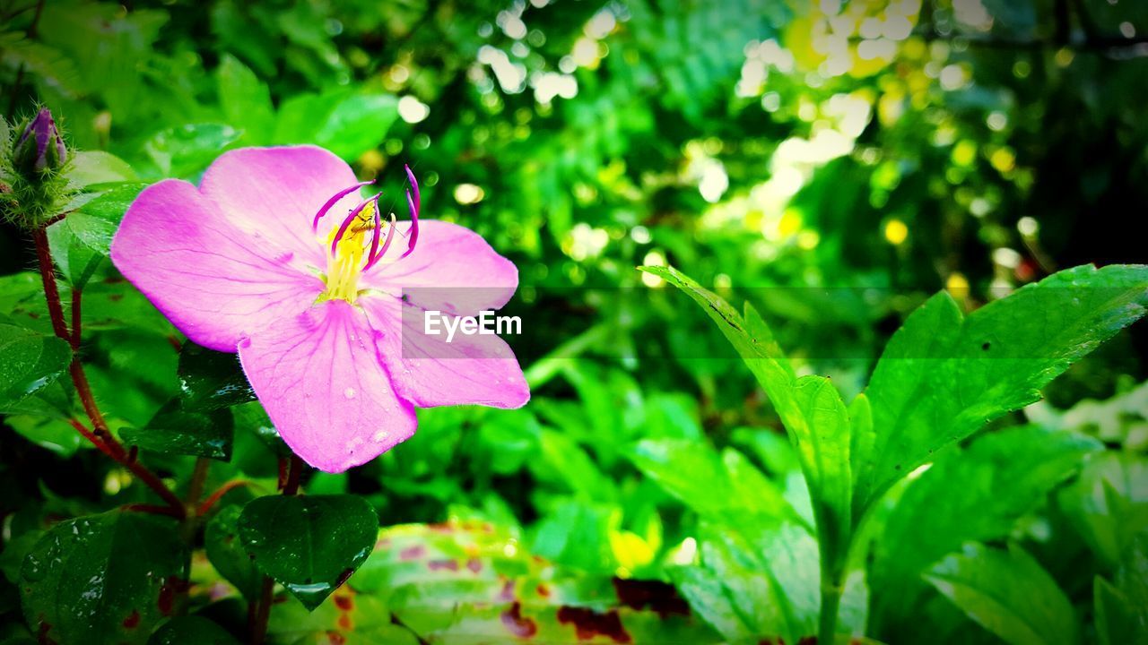 Close-up of pink flower