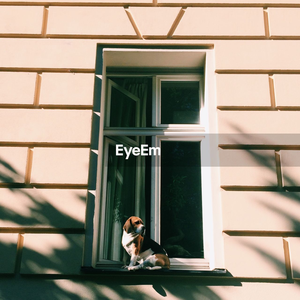 Dog sitting on window sill