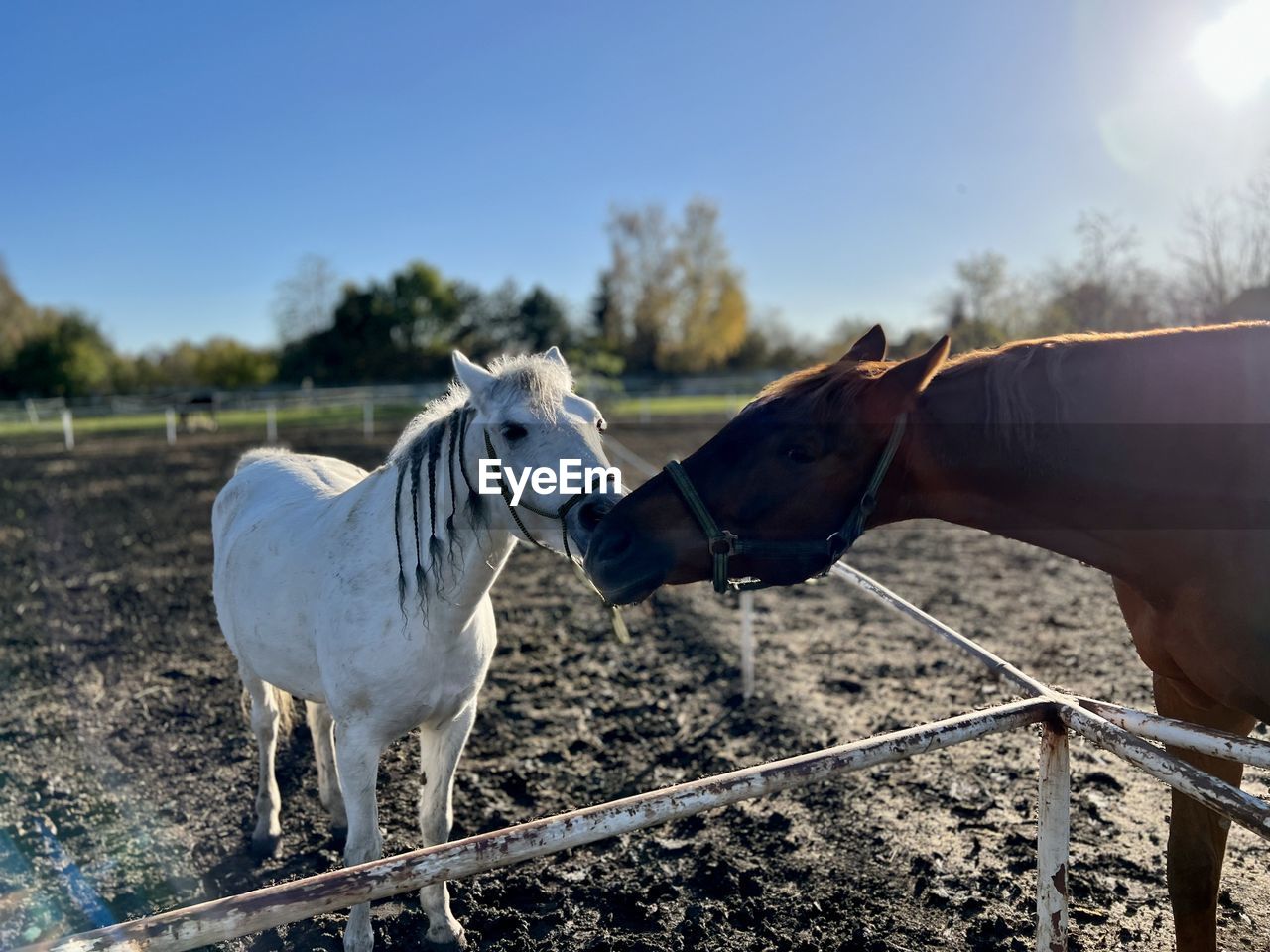 horse, animal, mammal, animal themes, domestic animals, livestock, pet, animal wildlife, nature, sky, group of animals, ranch, mare, farm, day, agriculture, rural area, no people, sunlight, stallion, herbivorous, two animals, landscape, working animal, field, outdoors, fence, standing, rural scene, white, land, pasture