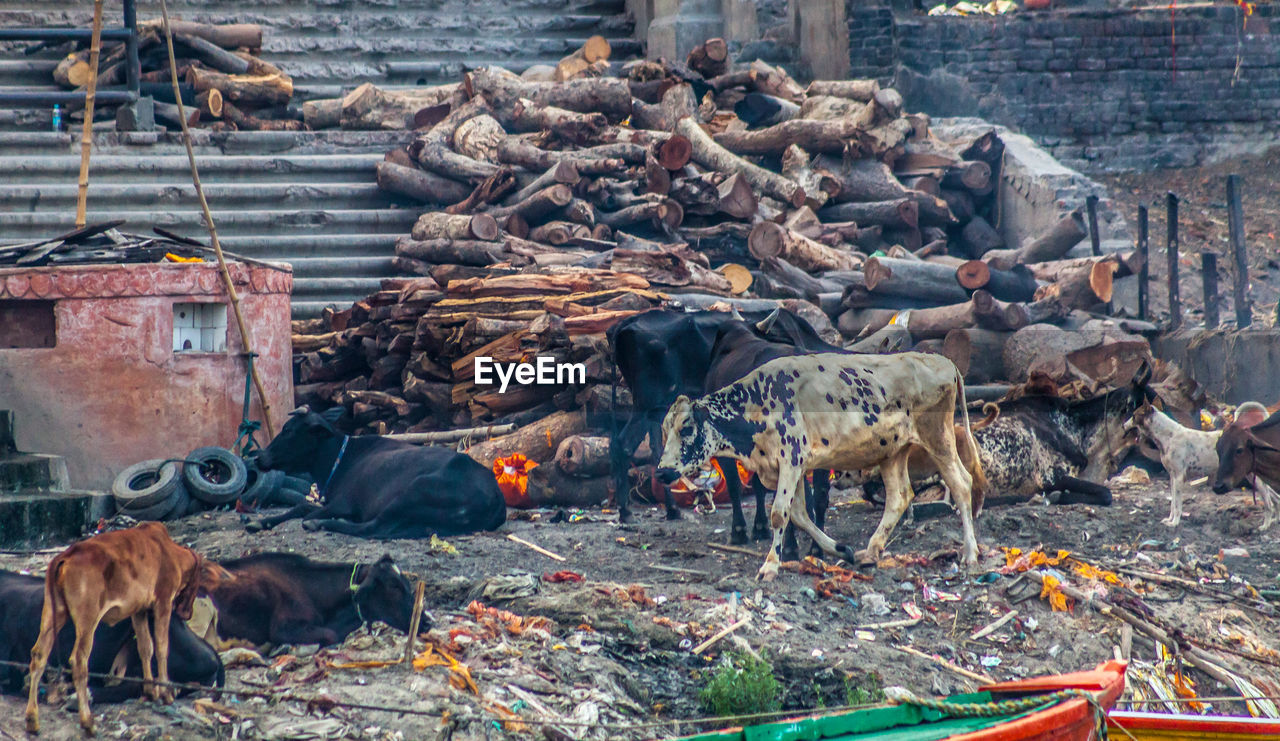 VIEW OF HORSE IN ZOO