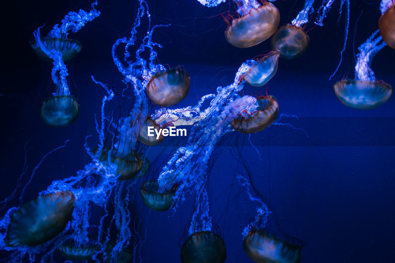 Jellyfish swimming in sea