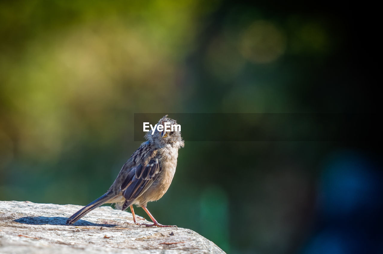 CLOSE-UP OF SPARROW PERCHING ON LEAF