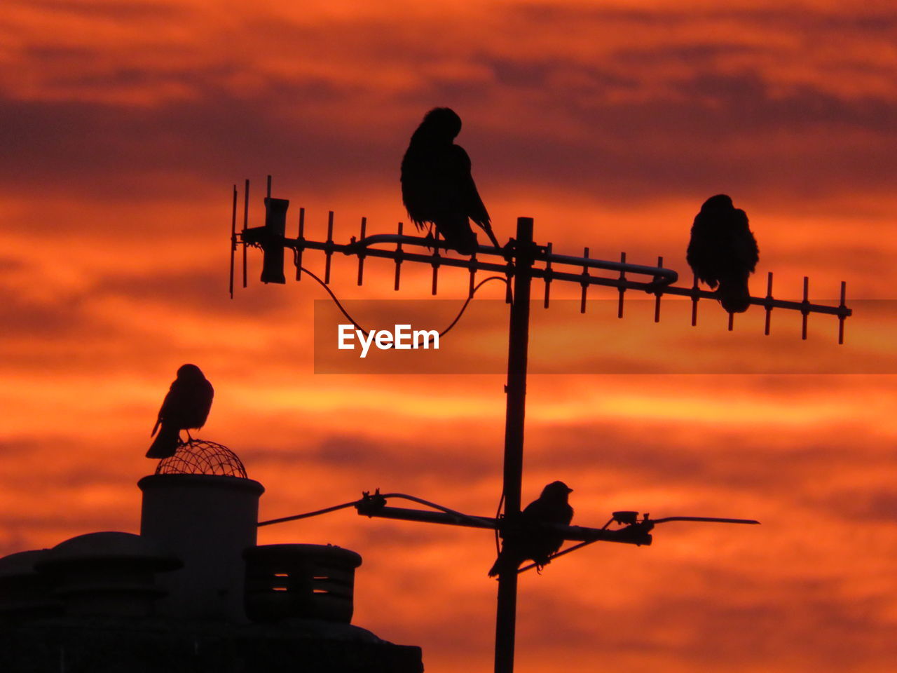 sunset, sky, silhouette, bird, evening, cloud, dawn, animal themes, animal, nature, communication, no people, animal wildlife, wildlife, architecture, orange color, perching, afterglow, outdoors, group of animals, technology, dramatic sky, built structure, red sky at morning, weather vane