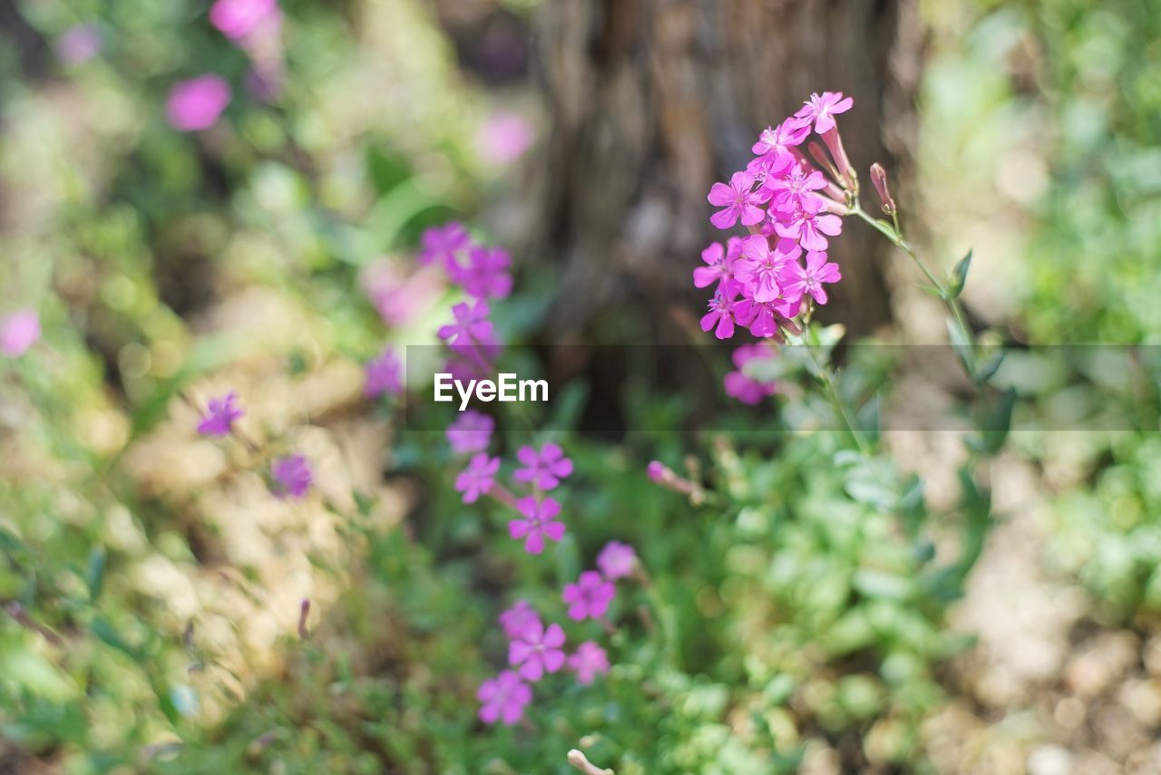 CLOSE-UP OF PURPLE FLOWERING PLANTS