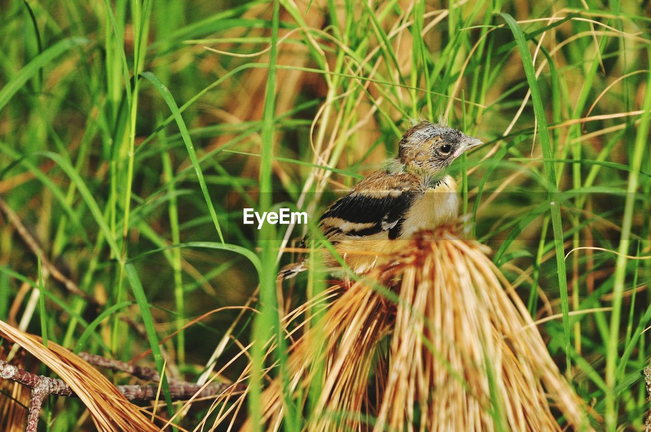 CLOSE-UP OF BIRD PERCHING ON A GRASS