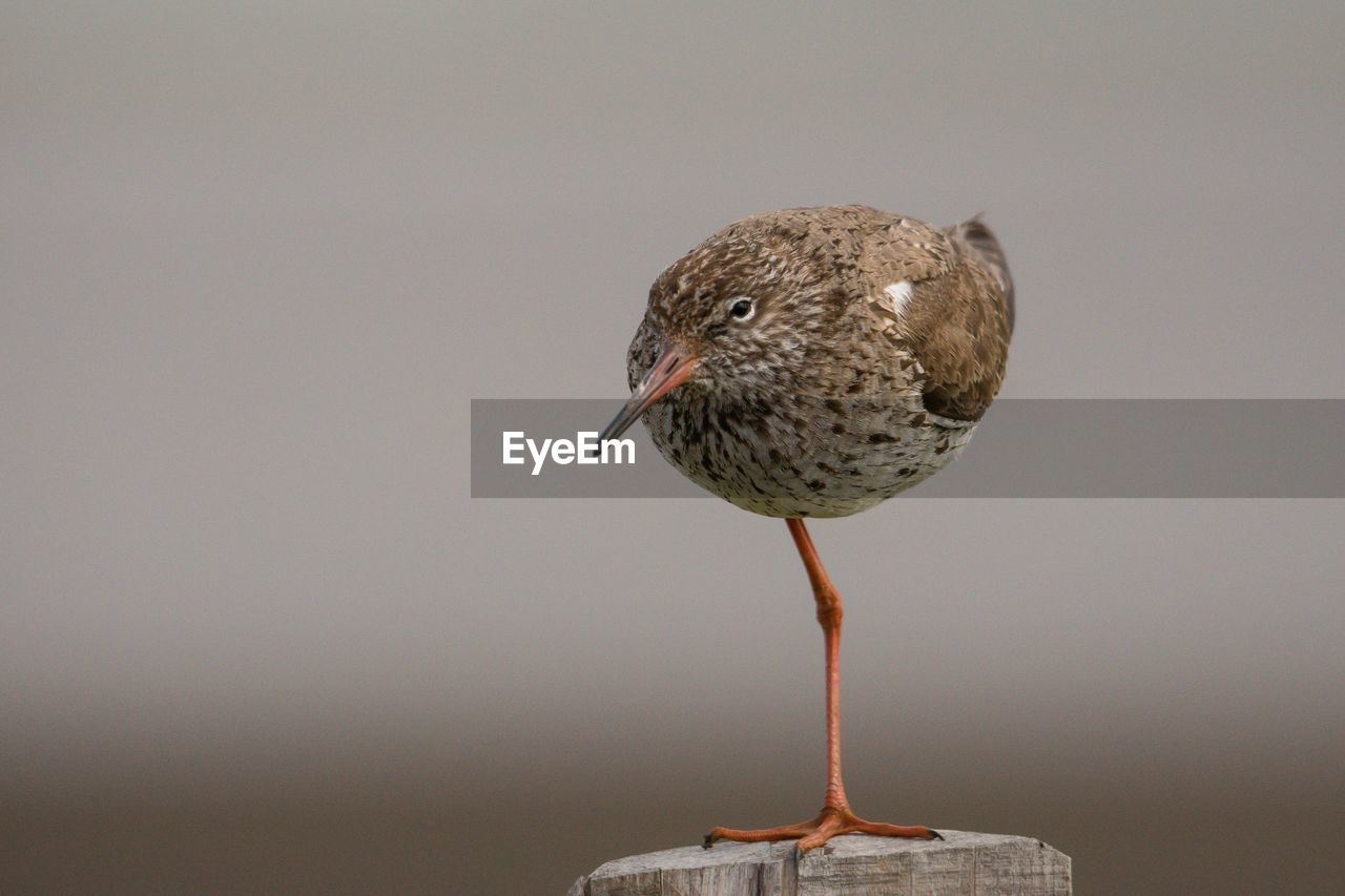 Close-up of bird perching on wooden post