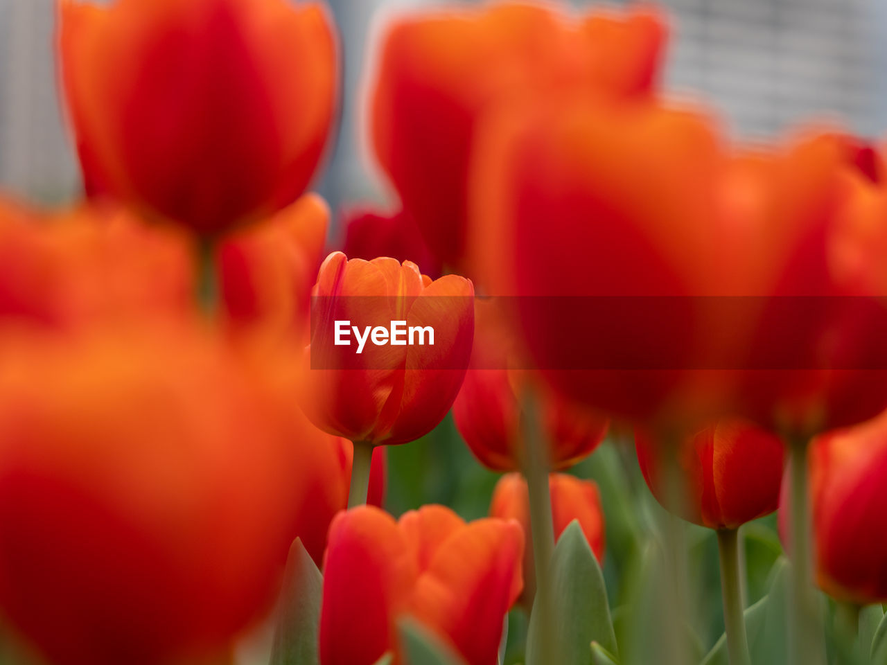 plant, tulip, flower, flowering plant, freshness, beauty in nature, red, close-up, petal, growth, nature, fragility, selective focus, flower head, inflorescence, no people, vibrant color, springtime, outdoors, orange color, day, focus on foreground, plant stem, multi colored