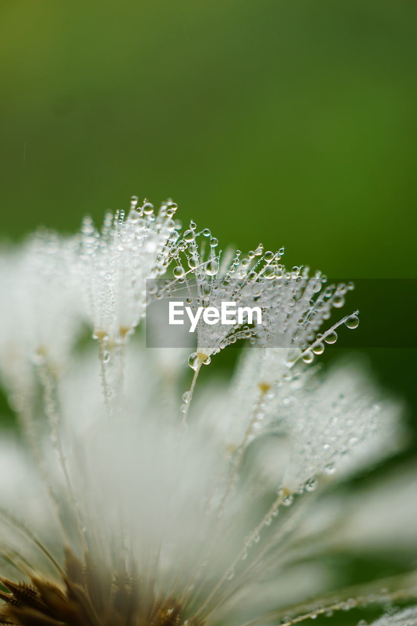 nature, plant, green, close-up, moisture, fragility, grass, beauty in nature, drop, dew, wet, leaf, plant stem, water, no people, freshness, flower, macro photography, macro, selective focus, branch, focus on foreground, growth, outdoors, environment, plant part, spider web, day, tranquility, extreme close-up, flowering plant, rain, sunlight, springtime, white