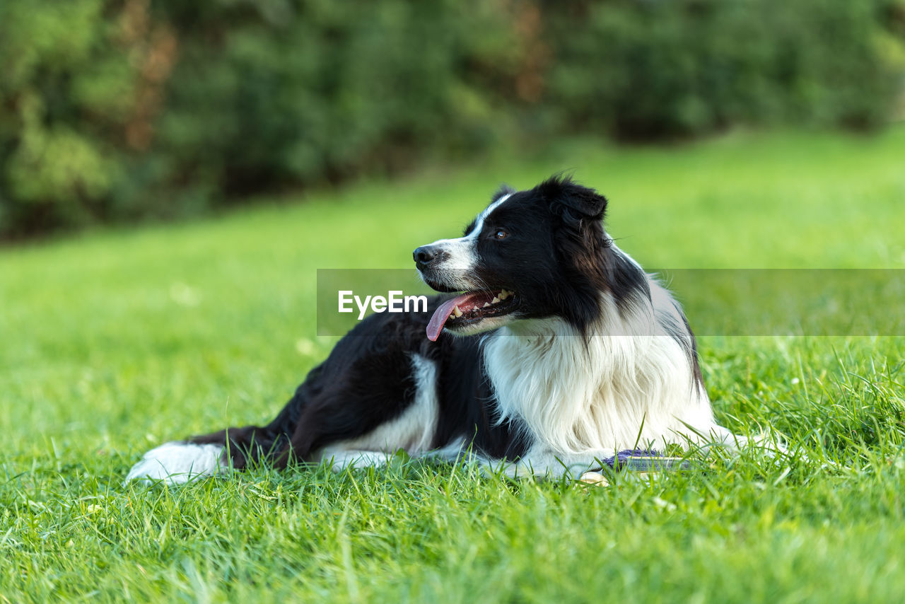 DOG RELAXING ON GRASS