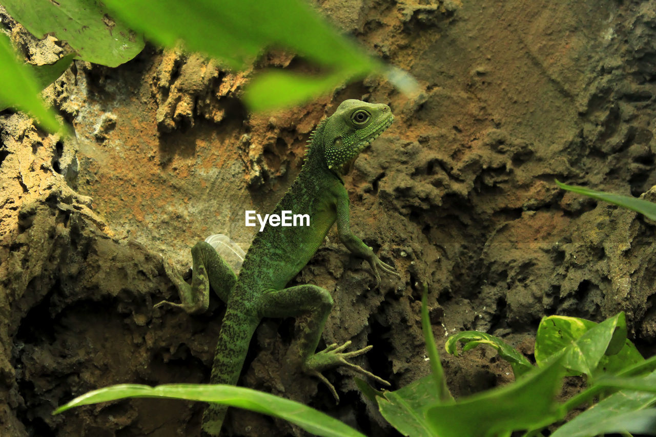 CLOSE-UP OF CRAB ON PLANTS