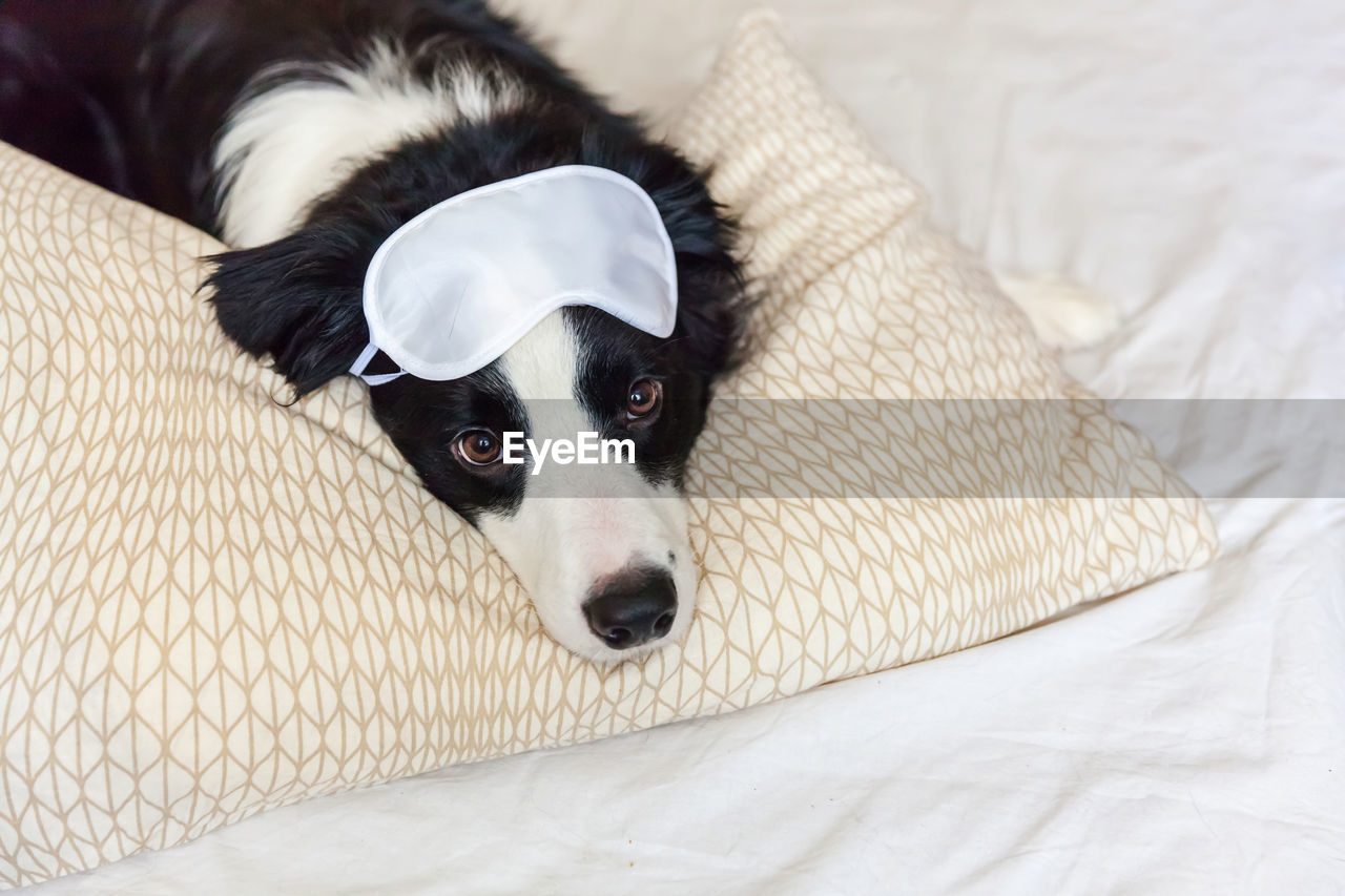 Puppy border collie with sleeping eye mask lay on pillow blanket in bed. dog at home sleeping