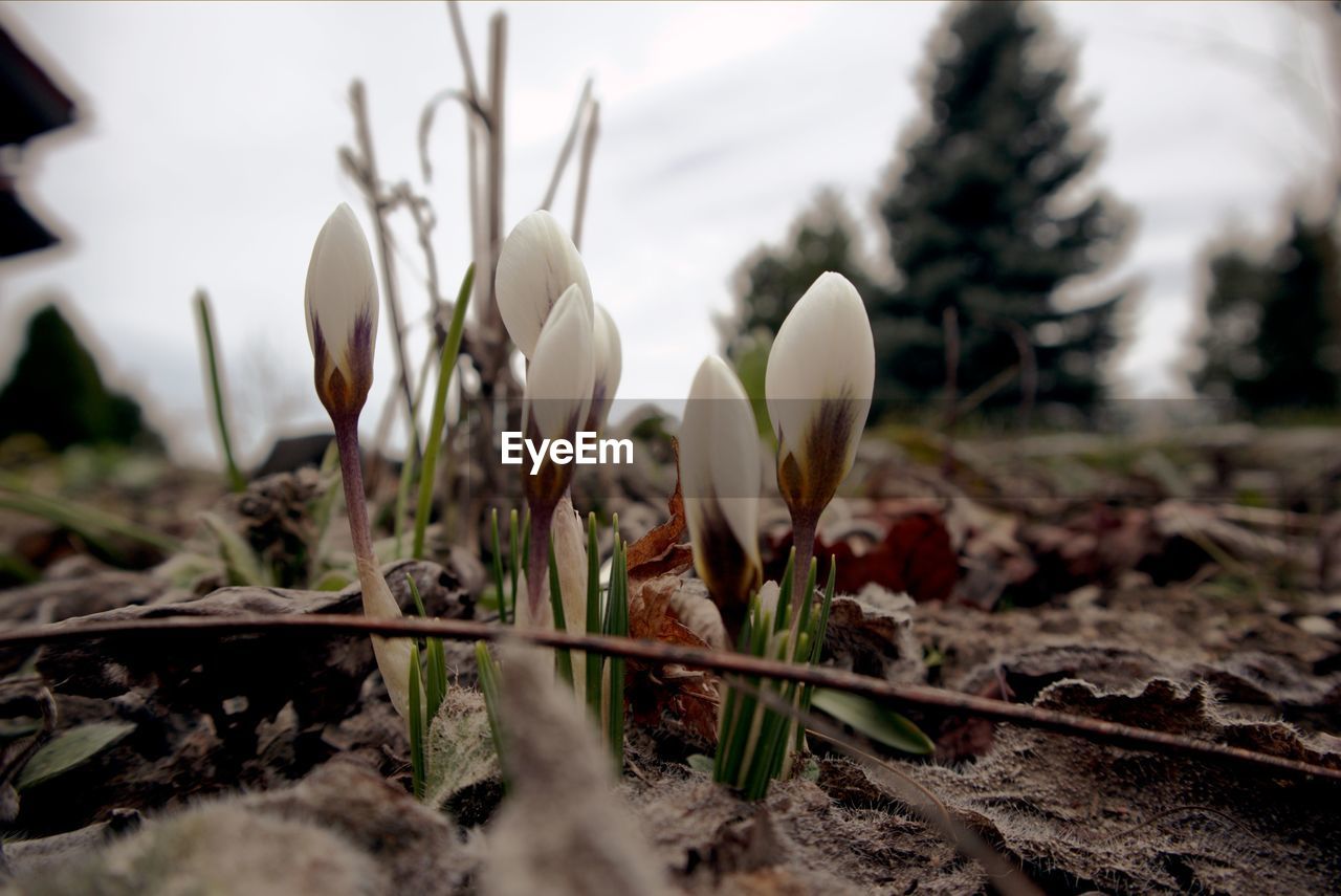 CLOSE-UP OF WHITE CROCUS FLOWER ON FIELD